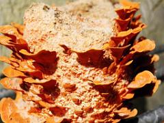 149 MUSEE DU CHAMPIGNON A  SAUMUR 2016 1_000053